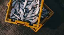 Bezpieczne ryby – dowiedz się, dlaczego należy włączyć je do jadłospisu dziecka LIFESTYLE, Dziecko - Warto zadbać o to, by 1-2 razy w tygodniu w menu malucha pojawiły się posiłki z mięsem ryb. Kiedy podać pierwszą porcję ryby i jaki gatunek będzie odpowiedni dla malucha?