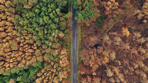 Jak podczas suszy radzą sobie drzewa?