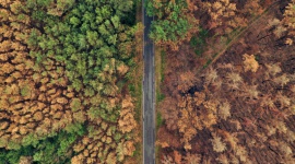 Jak podczas suszy radzą sobie drzewa? LIFESTYLE, Dziecko - Ostrzeżenia przed suszą w lasach przybierają ton alarmowy. Przyroda z trudem radzi sobie z brakiem deszczu. Ale ma na to swoje sposoby – jeden z nich umożliwia podnoszenie wody na dużą wysokość bez pomocy wodociągu, czy windy.